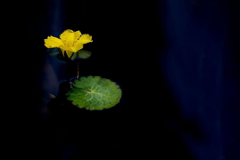 Lotus position for meditation